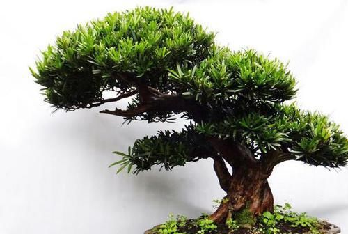  『适合』1种“盆景”，有长寿、吉祥的寓意，适合客厅养，比啥花都强