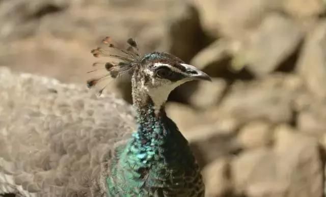 什么?世界上胸最大的动物竟然是它!