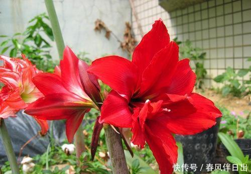  #温度#盆栽朱顶红的“4个”养护细节，做好了一年开两次！