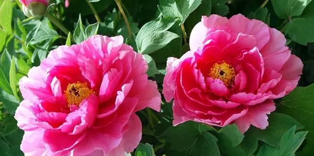 太美了！内江这个地方将有10万余株鲜花竞相开放，免费看