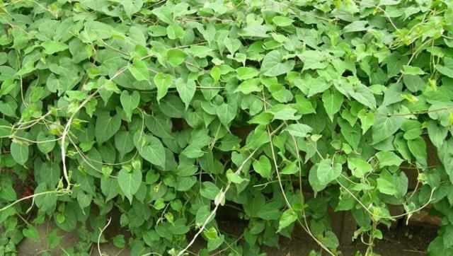  『珍品』石缝中一种“杂草”，枝条爱攀缘，地下根茎是珍品，不比人参差