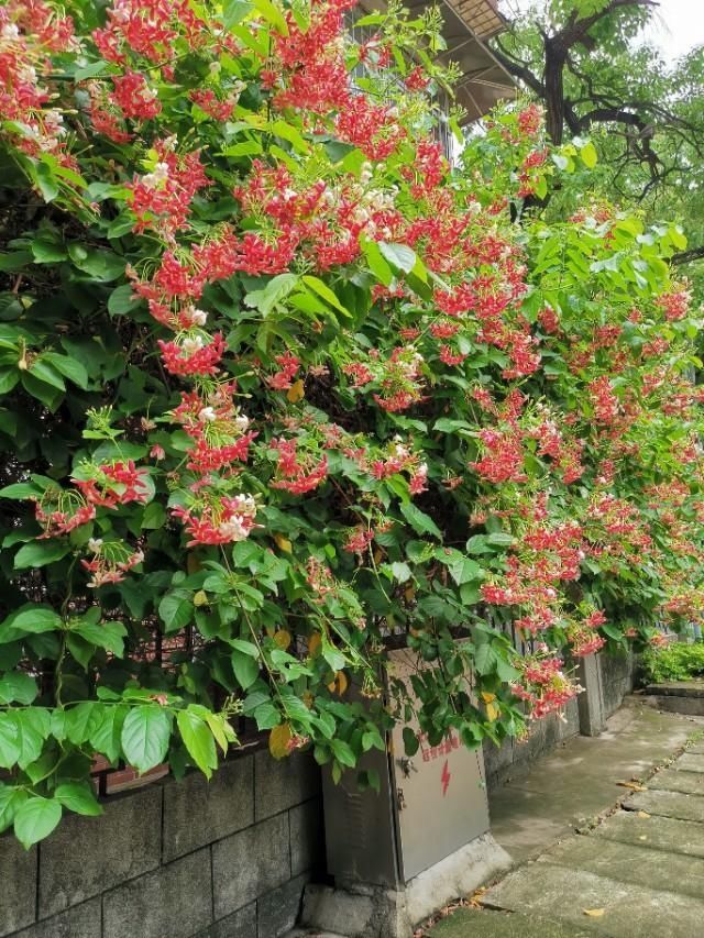  三国：人间草木:它是花，是药，还是如雷贯耳的三国人名？