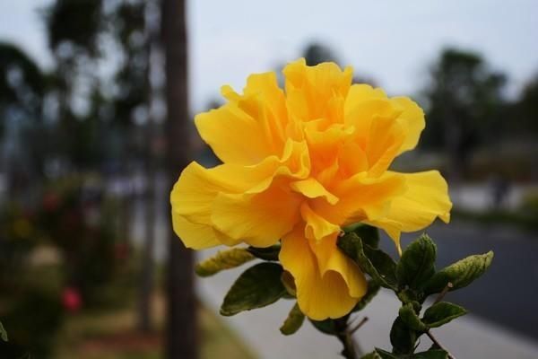 「菠萝蜜」南宁:请打量这夜色
