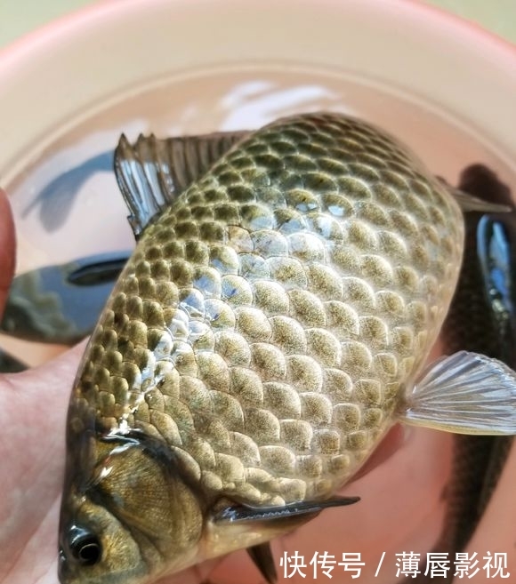 #轻松#荒野水塘斤鲫成灾,轻松钓一桶,就是鳞片发黑,水质不好?