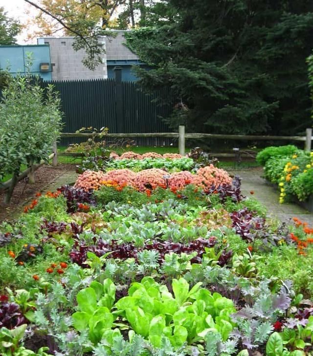  设计|城里人越来越流行在家种菜了！分享10种菜园设计，省钱还健