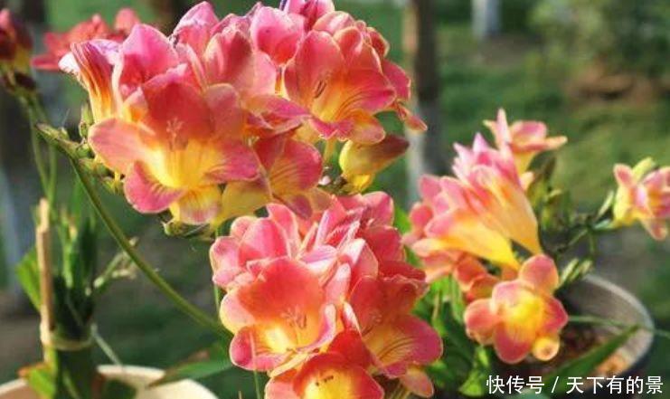 #甲醛#几种常见花,净化空气就靠它,吸甲醛、除异味,杀细菌!