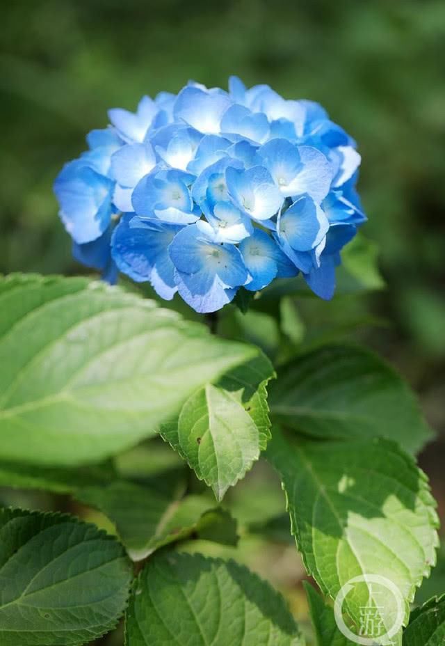  [绽放]夏天里最大的花 百亩绣球天坪山迎风绽放