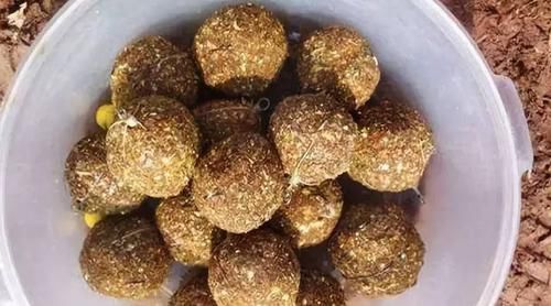  [草鱼]教你简单的谷子饵料，专钓大草鱼和大鲤鱼