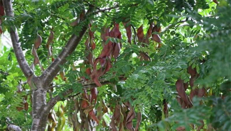  [皂角树]30年前大量被砍掉，如今一斤200元，农民又开始种植