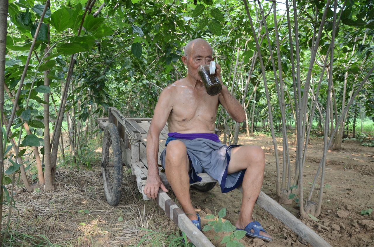 农村七旬老人植桑制杈50年，一年做五百杆桑杈，感叹手艺要消失