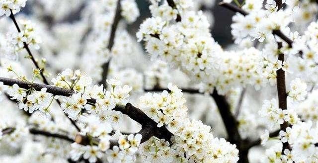 [水果花]这些水果你肯定吃过,但是这些花你见过吗?它们正好春天开花