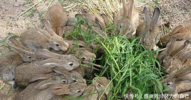 创业不如回农村，这8个赚钱好项目有干头，任意一个都比打工强！