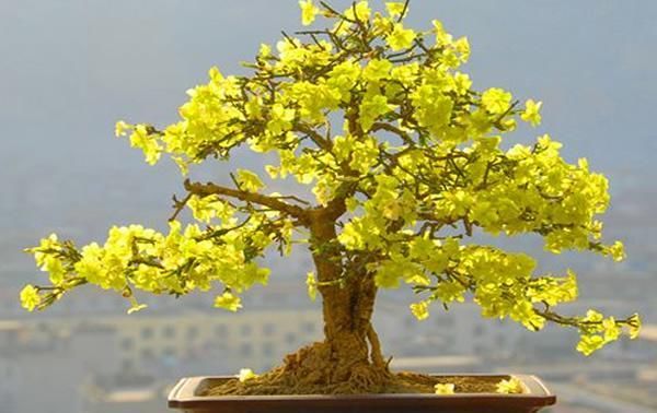 『盆景』迎春花开花时 是先开花后长叶还是先长叶后开花?