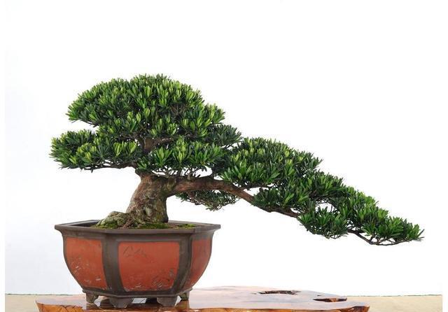  「花盆中」这些花一定要“穷养”，盆越小，越开花，大盆几天就烂根