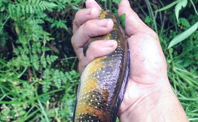  #全身#全身花纹常误认是黑鱼“变异”，以前少有人敢吃，如今50