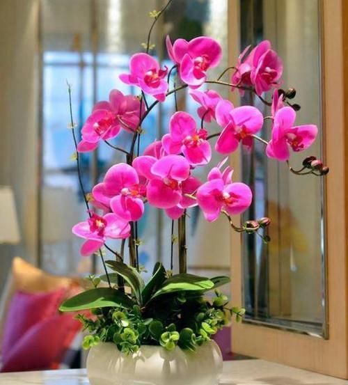  【阳台】家养这些植物，阳台开出花海，如梦如幻，寓意吉祥，漂亮好养