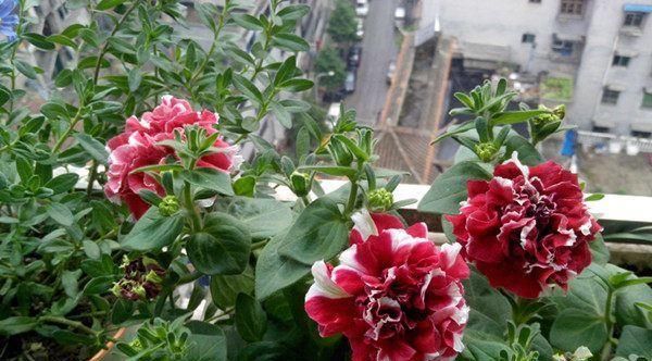  南非葵花：忘了绿植多肉吧，现在流行这种花，观赏性强又好养，四季花开不断
