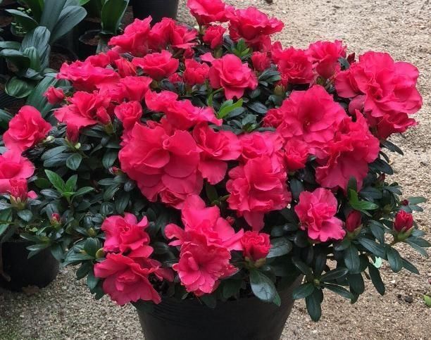  『富贵花』阳台养3种“富贵花”，花儿艳、叶片绿，2月不管，照样成“花海”