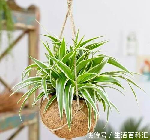  黄叶：这3种花真耐阴，不要放在太阳底下晒，晒多了就黄叶