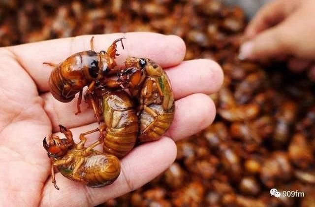  「农业农村部」转发周知！知了猴、蝎子、野兔等都不能吃了！最新禁食名单来了