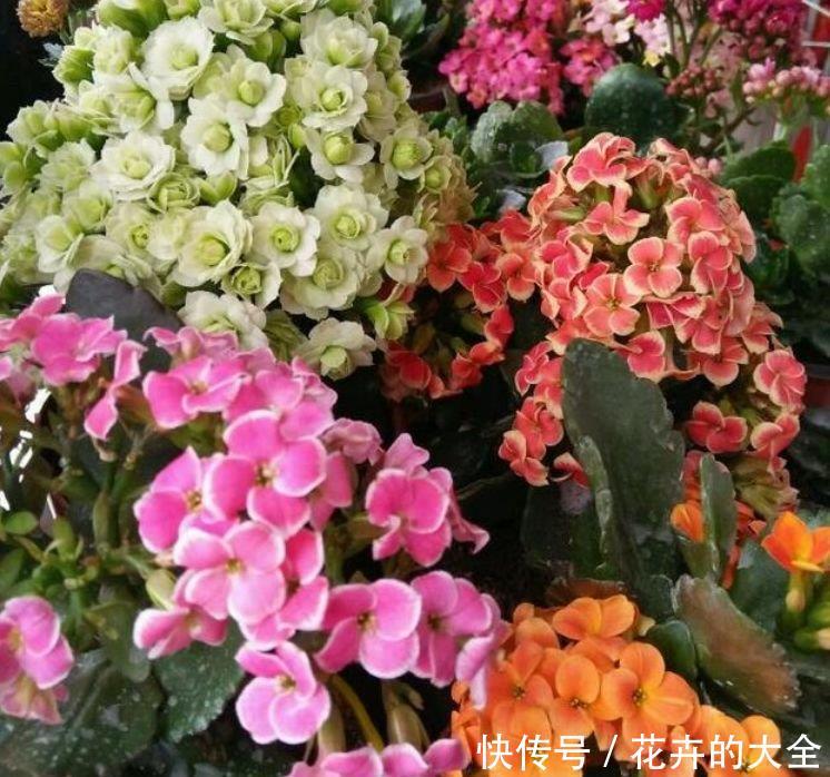  『家里』4种漂亮花，好养易活能爆盆，养家里上档次，豪宅里面最适合！