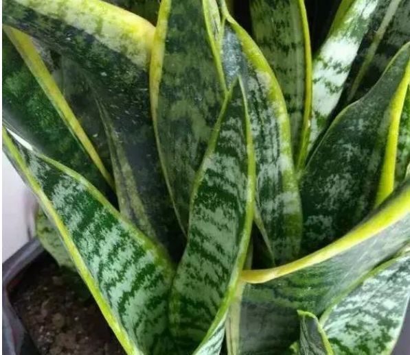 『茉莉花』“3种花”养卧室,改善睡眠质量,睡得香,很多花友都喜欢!