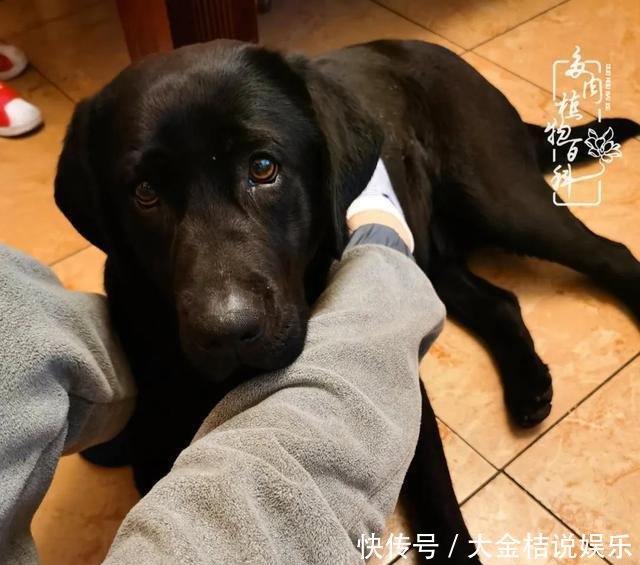  [黄皮乌木]养肉养花要用心，用心呵护，还你精彩每一天！