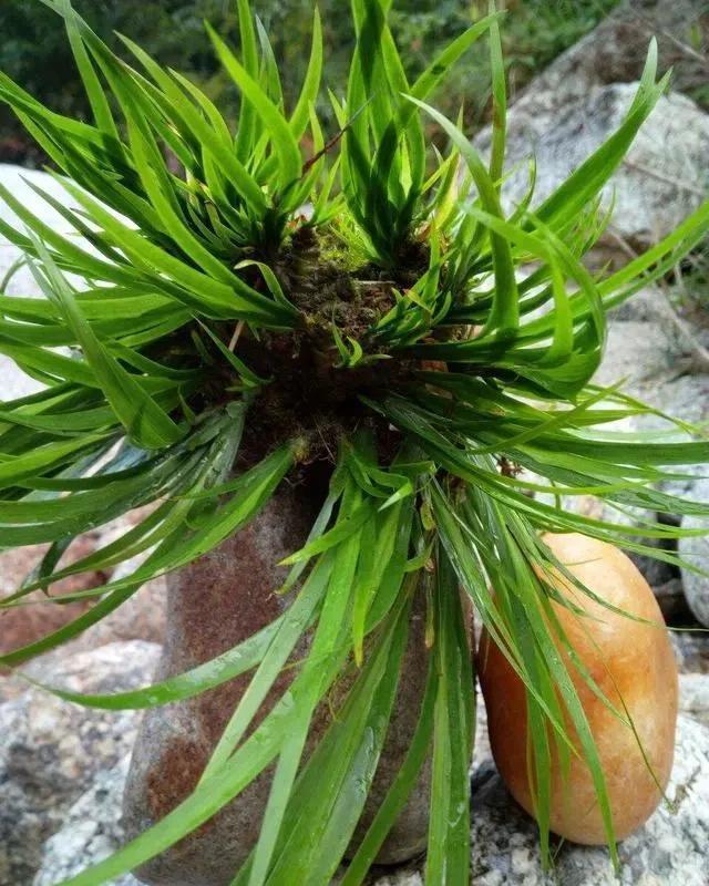 猪笼草|一个房间一盆花,清新驱蚊虫