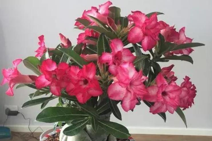 耐热:1种玫瑰花,被评为“中国最美花树”,耐旱耐热特好养,四季开花
