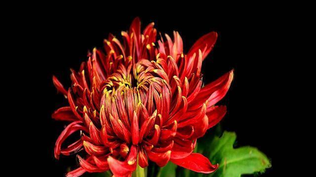  『花色』喜欢在家中养护花卉，就选5种花色绚丽多样，花期长的花卉，优雅