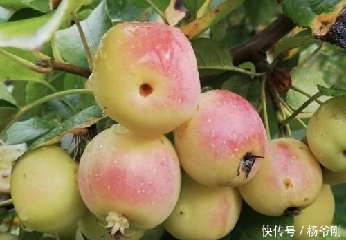  『果子』1种果树，结出的果子像“小苹果”，颜色奇特，小时候会去摘！