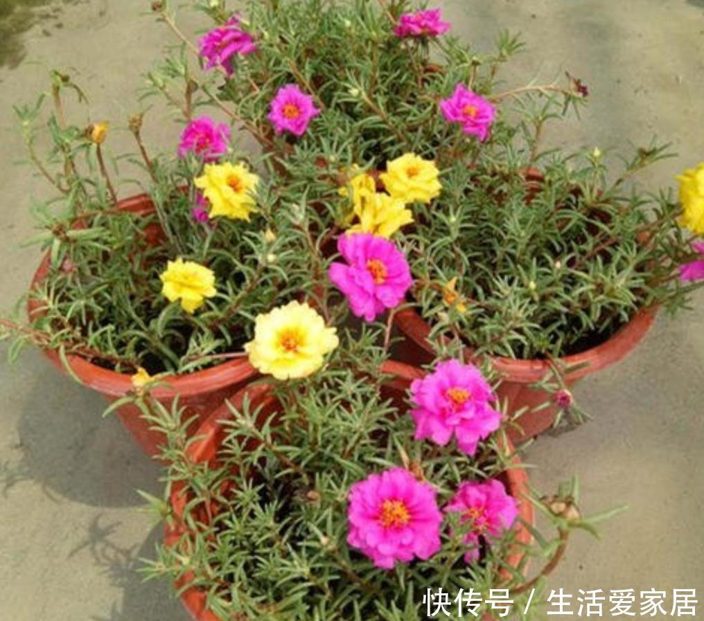  『促使植株』5月养太阳花，给它补充1种肥，花苞长更多，花开满盆