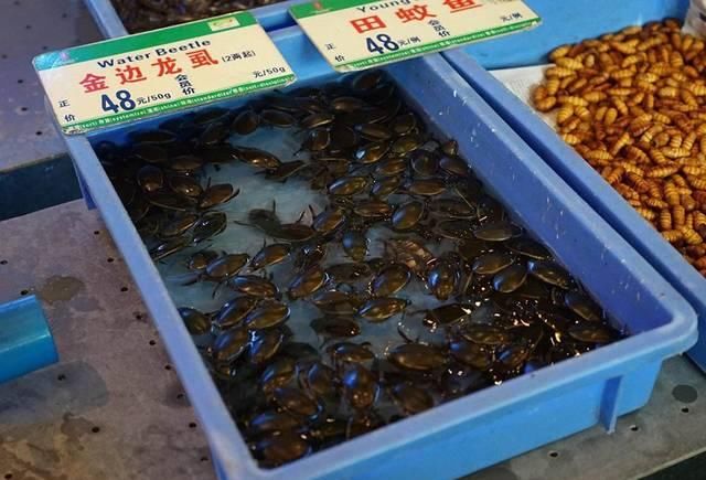  野味■曾卖到400元一斤，如今因“野味”遭抵制，农民：今年还能养吗？