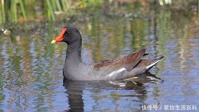  [飞禽]这种野生飞禽，肉质鲜嫩，价格高达120元一只，人工养殖前