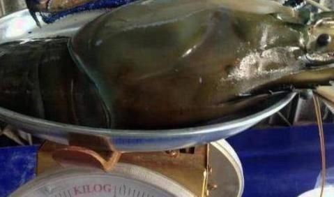  「至少」湄公河大虾一只至少一斤，泛滥成灾后，为何中国吃货说不敢吃？
