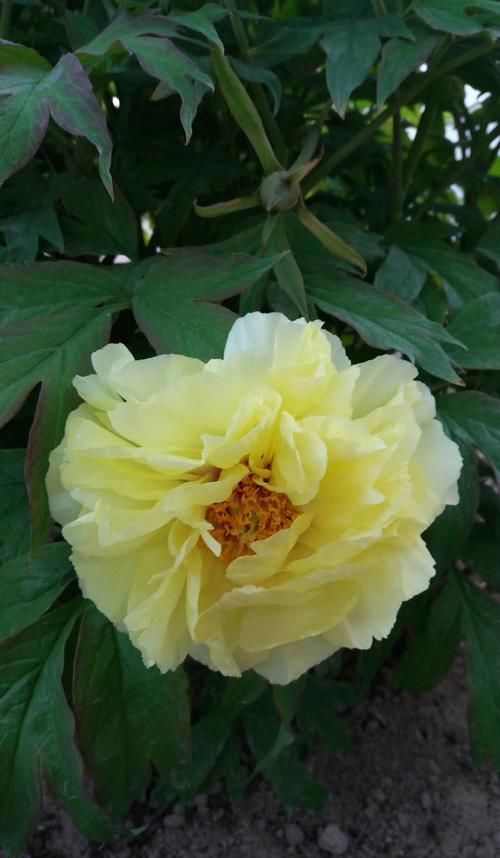 国色天香:此花国色天香,富贵吉祥,花大色艳,值得养护欣赏