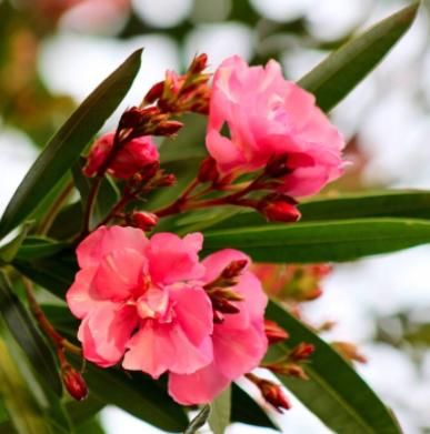 #浇水#1种花魅力大,都知有毒,却仍受追捧,只可远观不可亵玩,毒美人