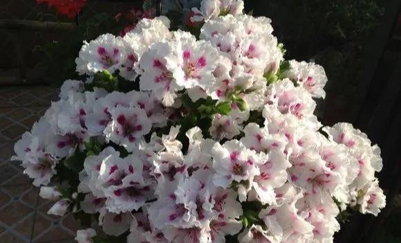 #漂亮#这4种花,一开花就停不下来,漂亮好养,是盆栽佳品!