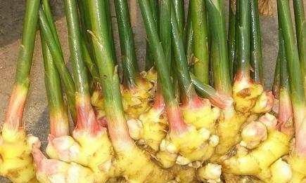  毛钱@跌下神坛的农产品，曾卖到2块钱一斤，如今几毛钱一斤没人