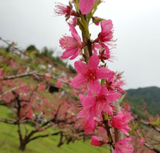  『植物』看到这些花，别说不认识，它们的果子你一定吃过！