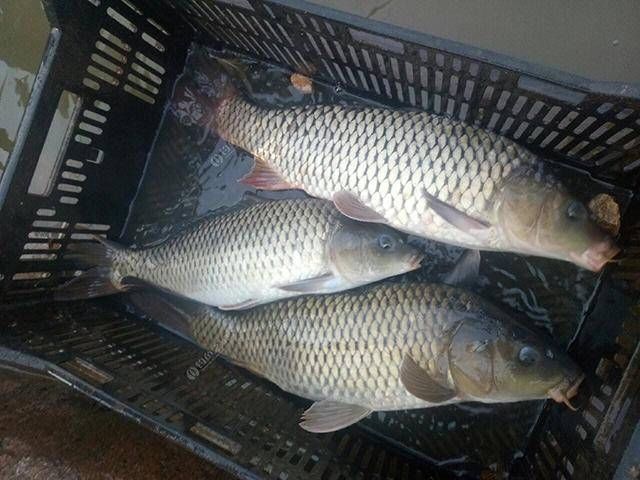  「自制」自制这款棒子面饵料“对付”鲤鱼，鲤鱼纷纷“投降”上鱼钩！