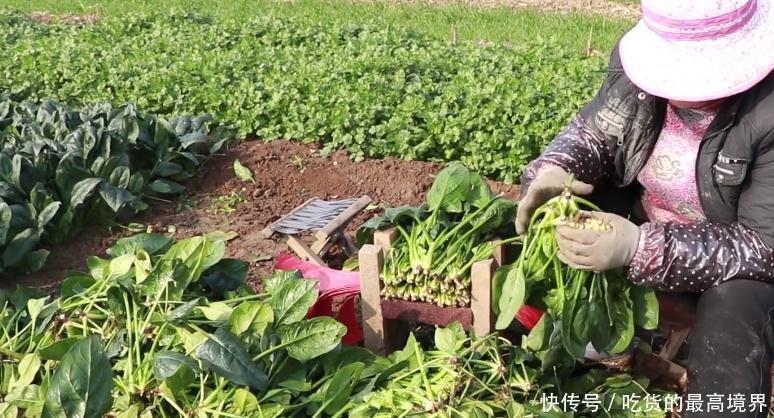 今年滞销最严重的一种蔬菜，700多斤才卖200多元，农民欲哭无泪！