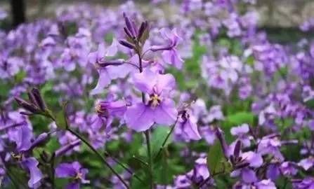 前方花海高能，这些花儿你能认出几种？
