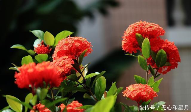 『绿萝』此盆栽,四季开花,花叶秀美,花色丰富,是时候告别绿萝吊兰了!