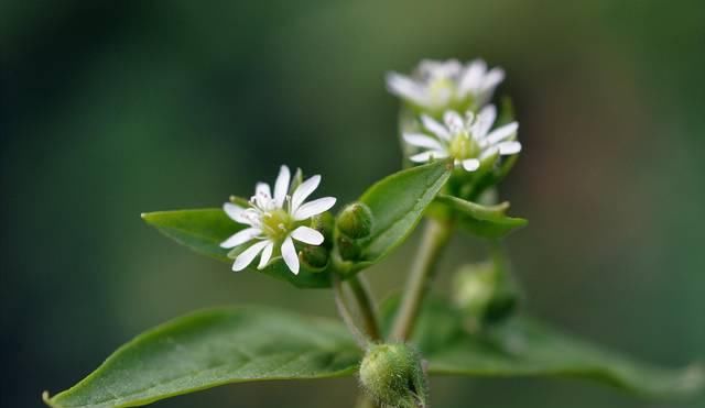  「殊不知」农村一大“恶草”，过去农民见到就拔掉，殊不知是稀罕降压野菜