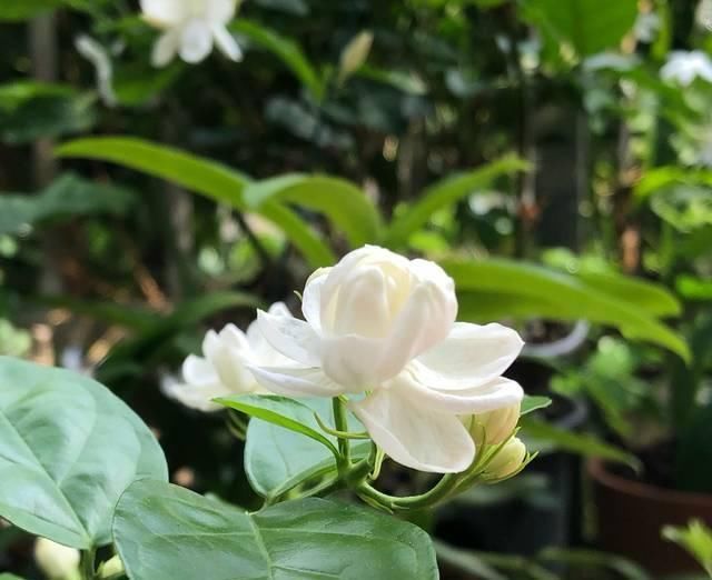  『盆土』茉莉花养护的四个关键点，修剪施肥有妙招，枝繁叶茂开花爆盆