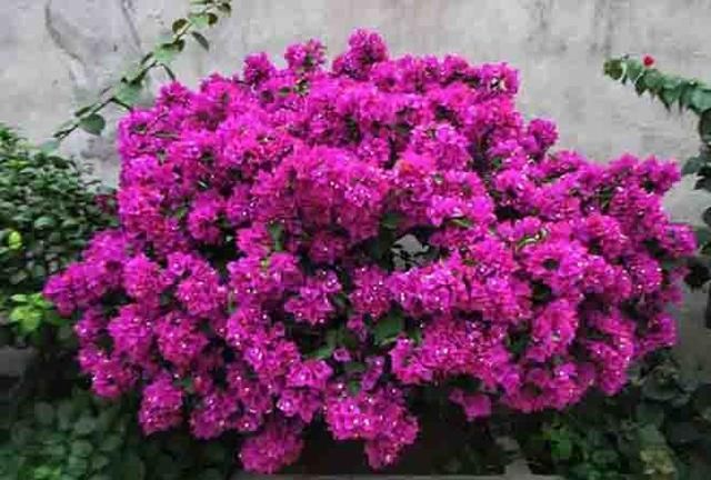  #充足#春天养这6种花，晒晒太阳就疯长，开起花来刹不住闸