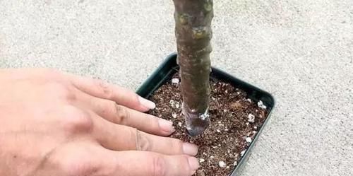  「家里」花朵迷人芬芳的鸡蛋花，还能用枝条培育成家里的盆栽