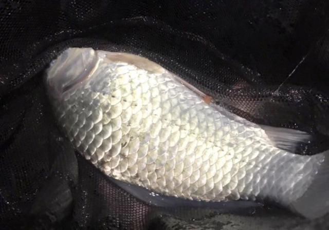 『轻松』春季野河钓鱼,远离6大误区,钓好鱼很轻松