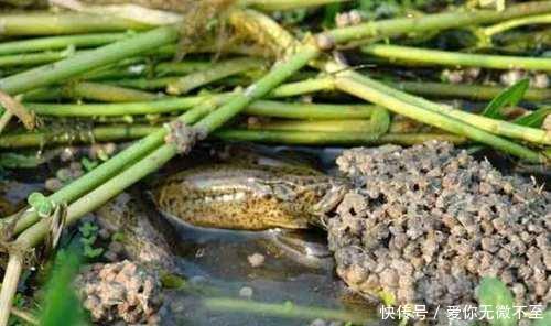  「稻田」为什么国外这些生物会泛滥成灾, 在中国会濒临灭绝
